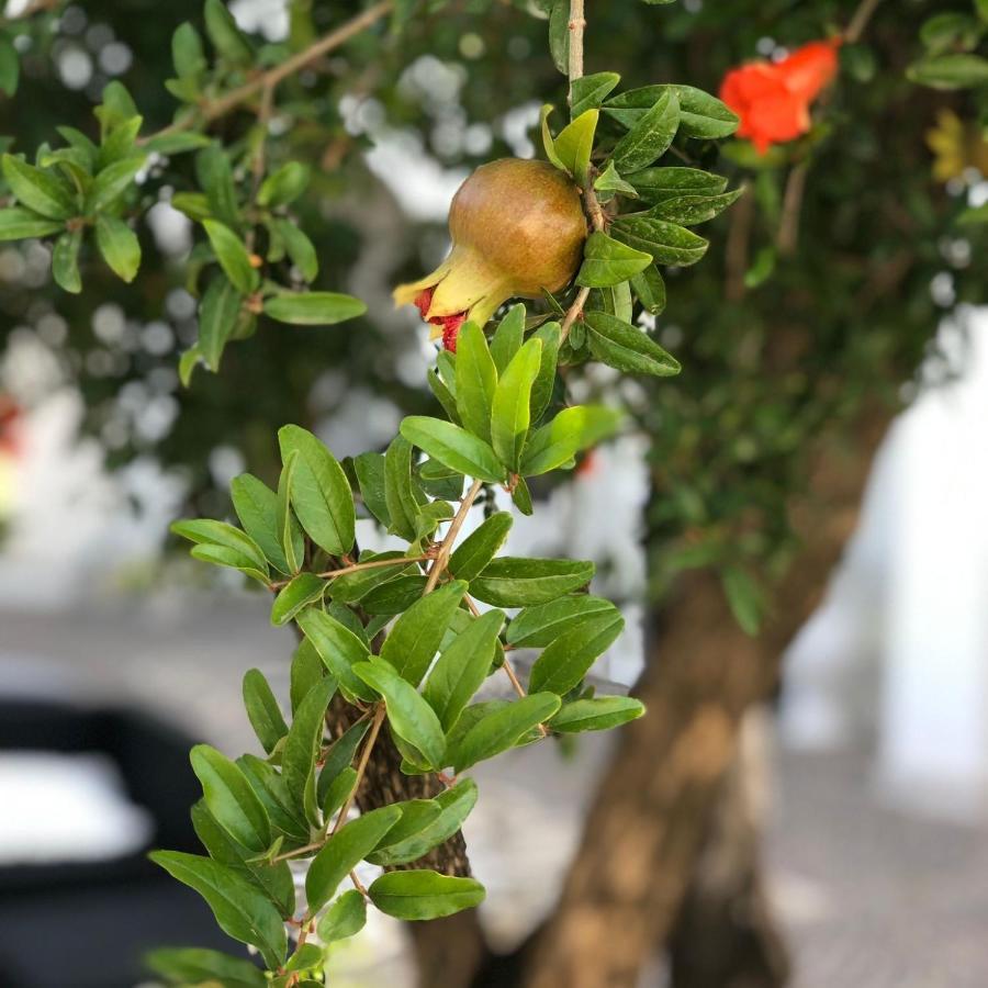 Il Melograno Chic&Nature Pompei Exteriér fotografie